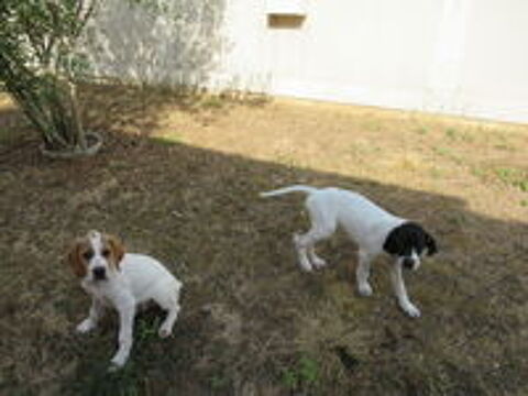   chiots 