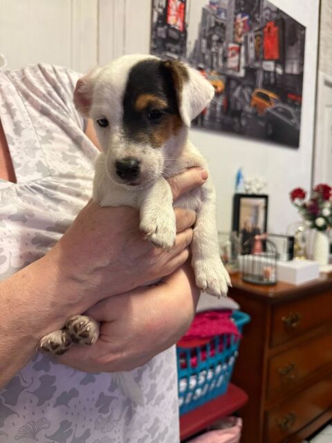 A céder 2 chiots Jack Russel , née le 1er juin  2025 . 0 38220 Laffrey
