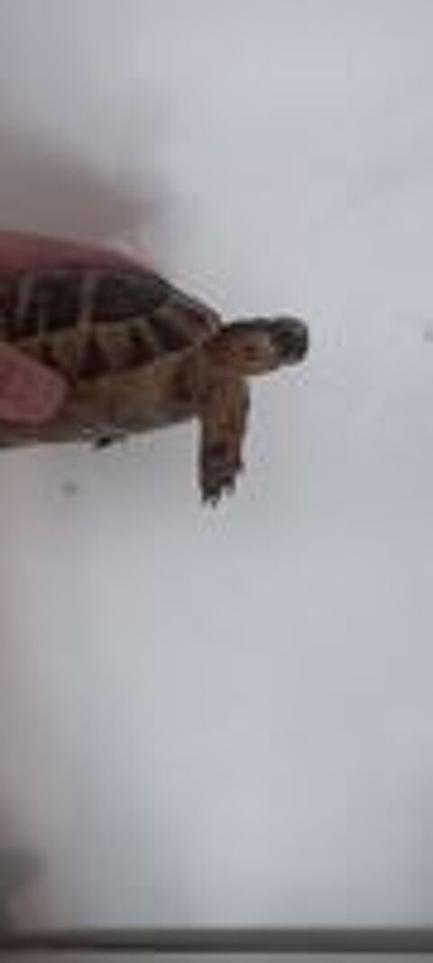   Tortue 