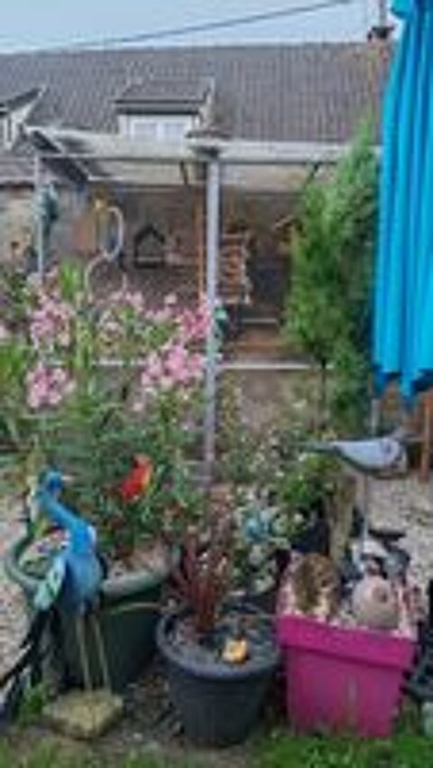   Oiseaux 