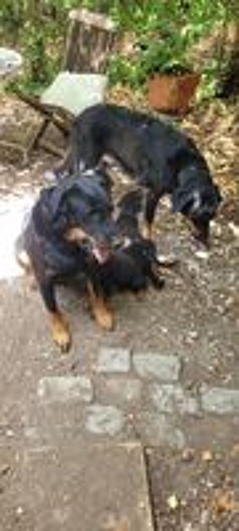  Chiots Berger de Beauce 