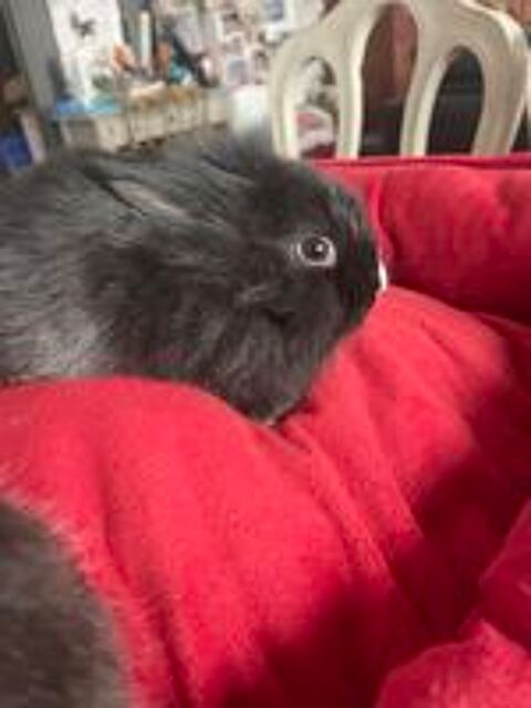   lapins extras nains  