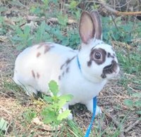   Lapin nain rex  