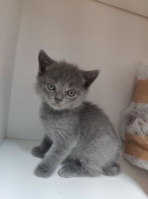 4 MAGNIFIQUES CHARTREUX LOOF 185 10190 Neuville-sur-vannes