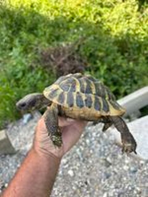   Tortue de terre 