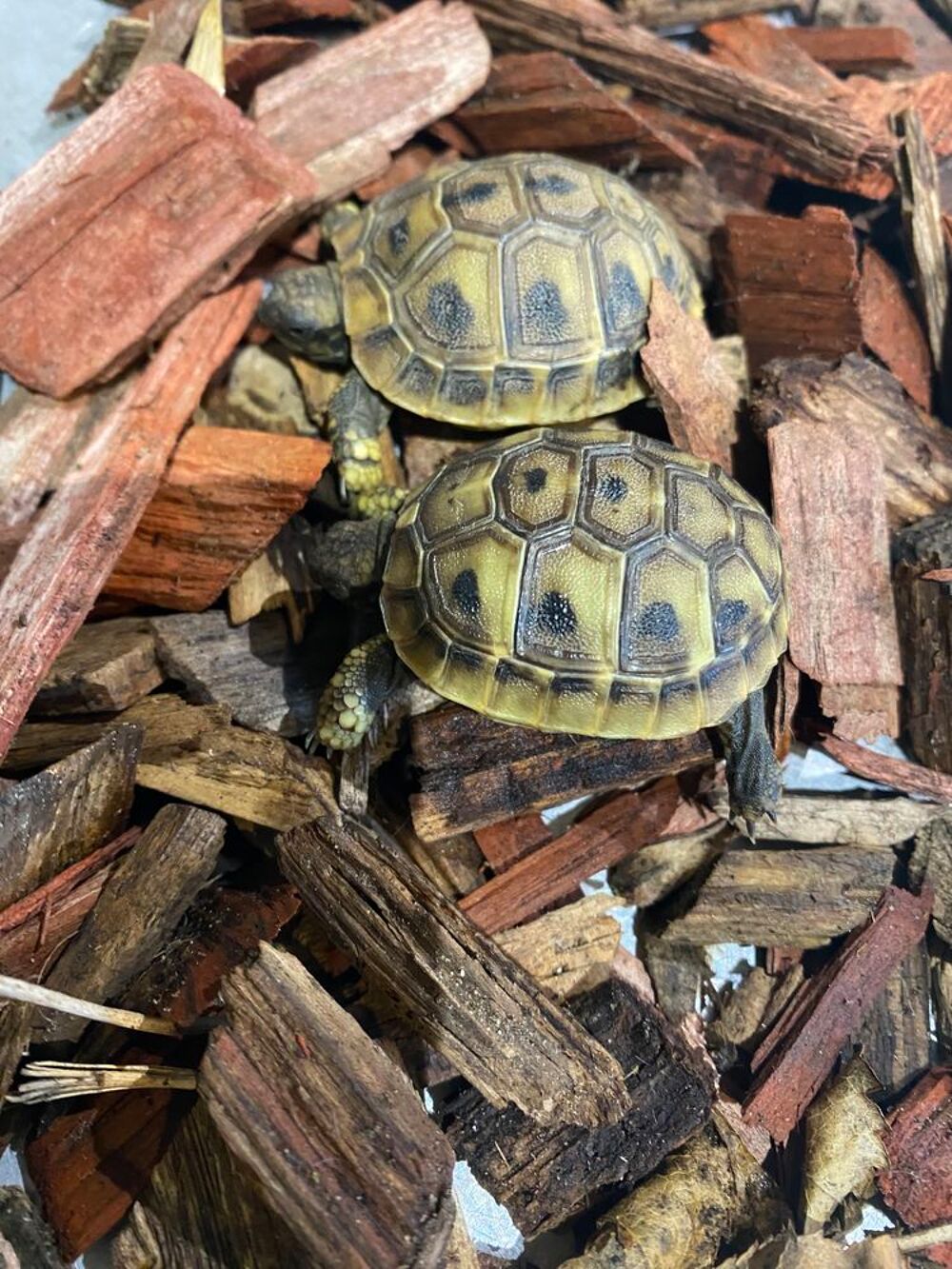   Bébés tortues 