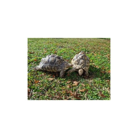 Tortue lopard 35136 Saint-jacques-de-la-lande