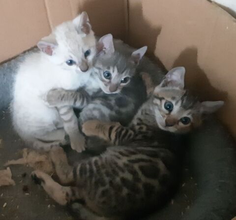 Magnifiques chatons Bengals LOOF petit prix 500 31000 Toulouse
