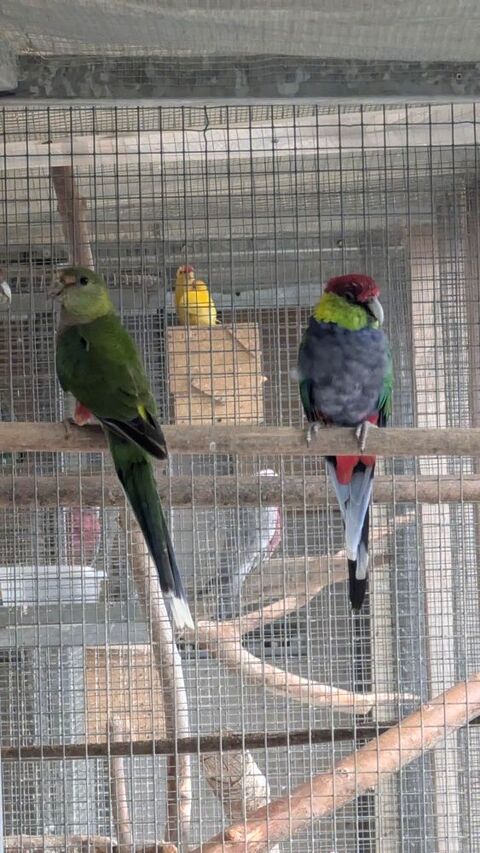 Perruche red capped 120 80000 Amiens