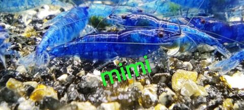 Crevettes blue saphir,sakura orange,blue velvet, 3 66170 Millas