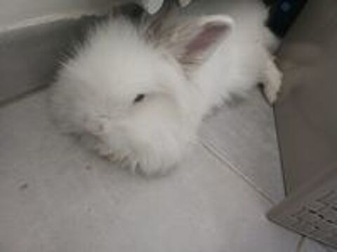   Lapin nain angora 7 mois 