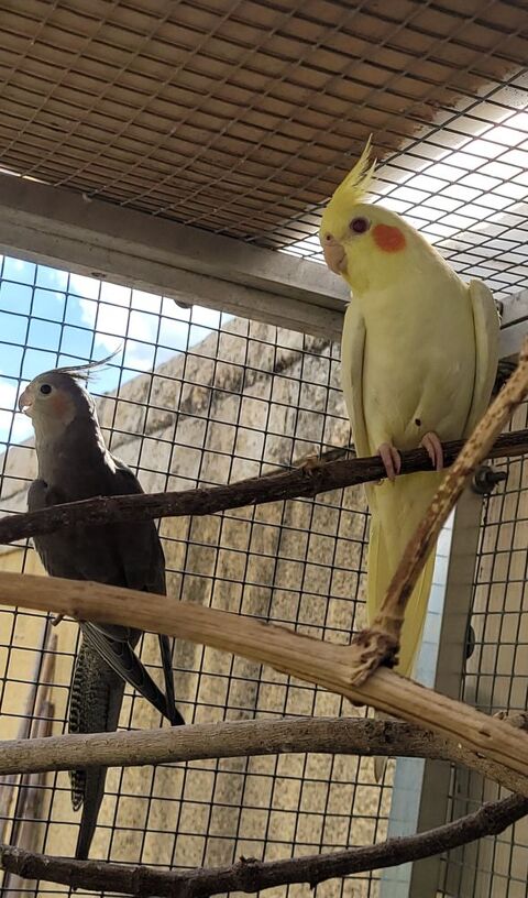 Oiseaux perruches calopsittes 20 07350 Cruas