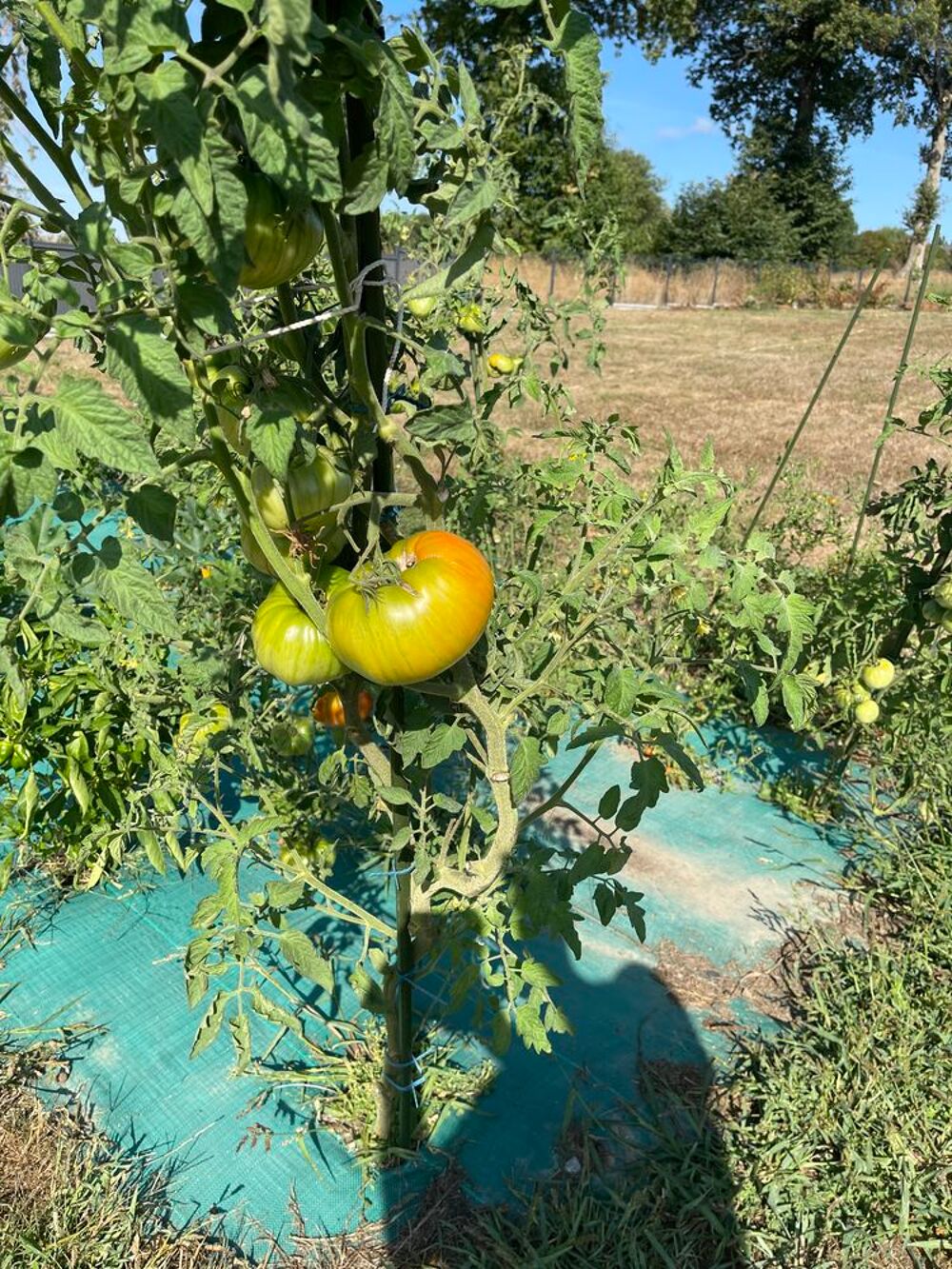 L&eacute;gumes bio de mon potager Jardin