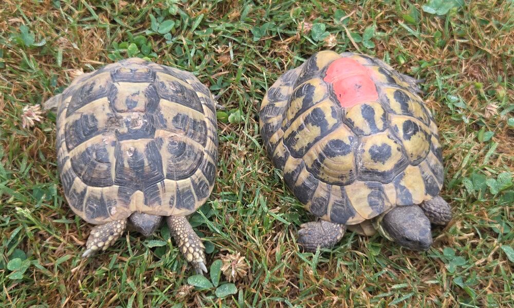   Tortues  