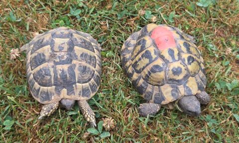 Tortues 90 22100 Trélivan