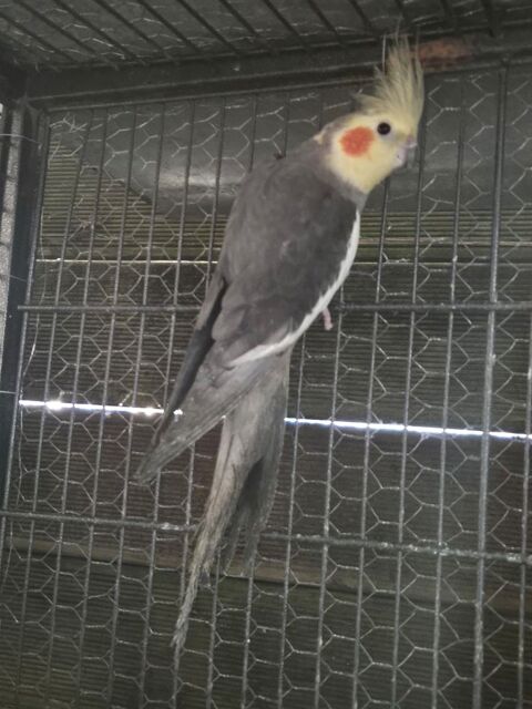 Calopsitte 25 17510 Villiers-couture