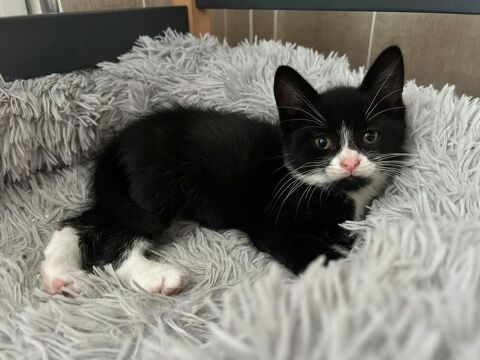 Luna ( chatonne) , petite boule d'amour née le 1 avril 2025 80 62149 Annequin