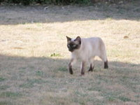   CHERCHE CHATON SIAMOIS THAÏ - Région Île de France  