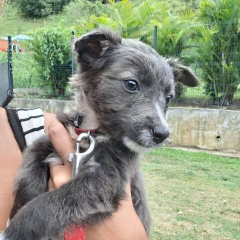 ✨️ SULFI ✨️ 🐶 290 95130 Franconville