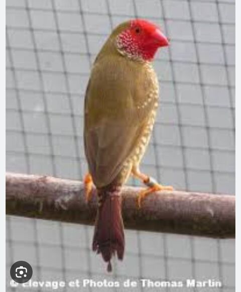 recherche de femelle rufficauda 0 14340 Cambremer