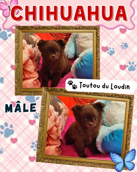Chiot chihuahua m&acirc;le poils longs 1000 18140 Pr�cy