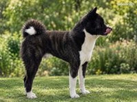   🐾💙 saillie akita inu lof – akio – mâle bringé bleu rare – confirmé – testé adn – prestigieuses origines 🏆✨ 