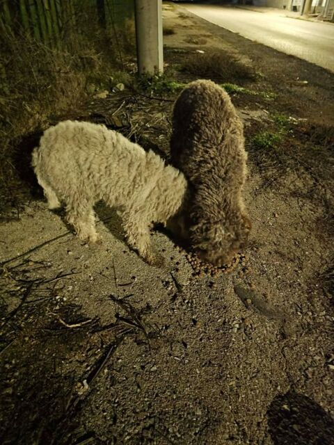 Un m&acirc;le et une femelle Lagotto Romagnolo 3 ans 0 59300 Valenciennes