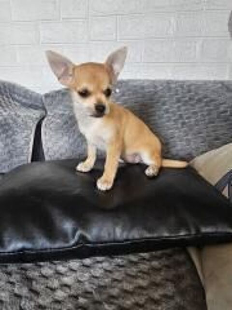 chihuahua 550 31230 Montbernard