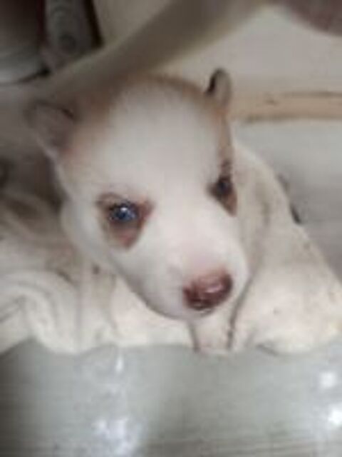   A réserver Husky sibérien pure race  