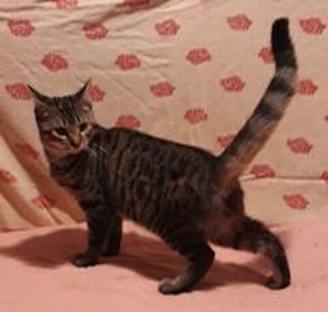   Tawan, chaton cherche foyer pour la vie 