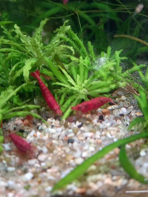 Cevettes red cherry pour aquarium 12 94310 Orly