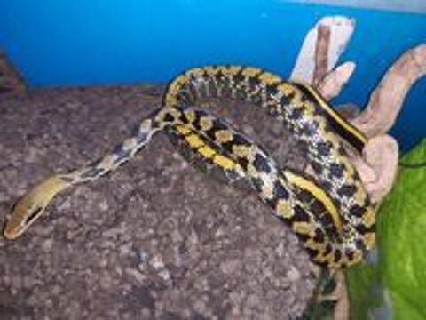   Serpents couleuvres asiatique Taeniura 