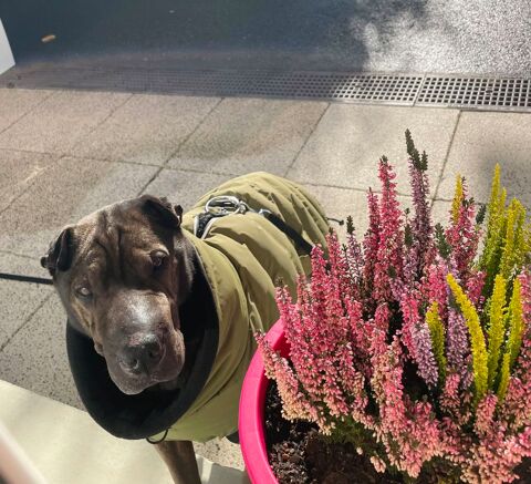 Sharpei plein d'amour 0 74500 �vian-les-bains