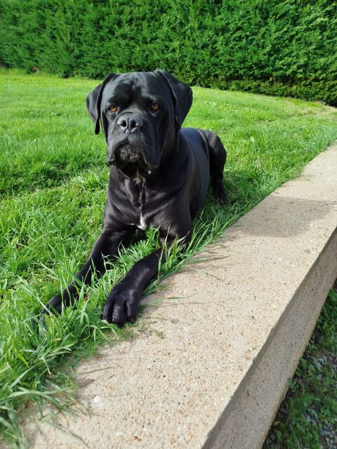 saillies 300 69610 Haute-rivoire