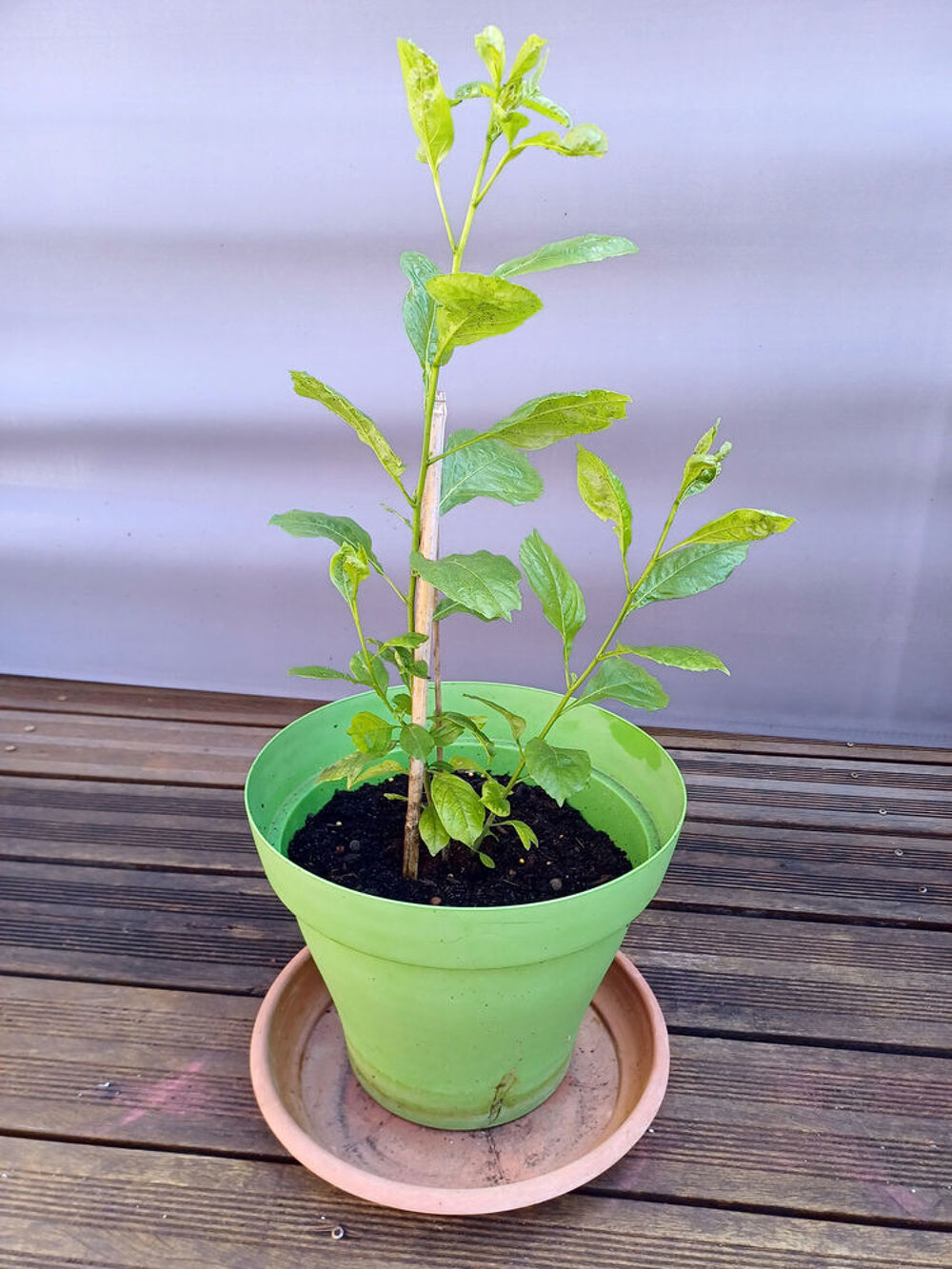 Joli BAOBAB 2/3ans hauteur 70cm Jardin