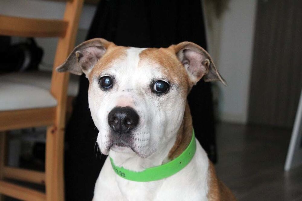   TALIA, bel American Staffordshire Terrier  l'adoption 