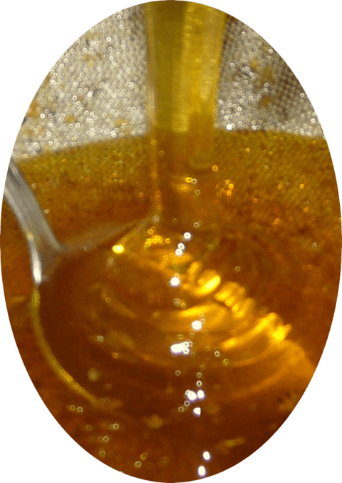 miel de fleurs 8 Caussade (82)