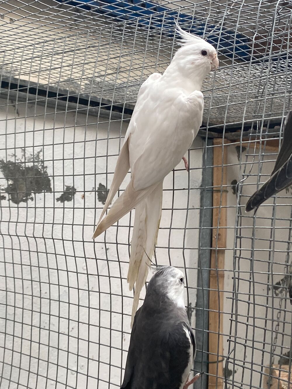   Couple reproducteur perruches calopsittes  