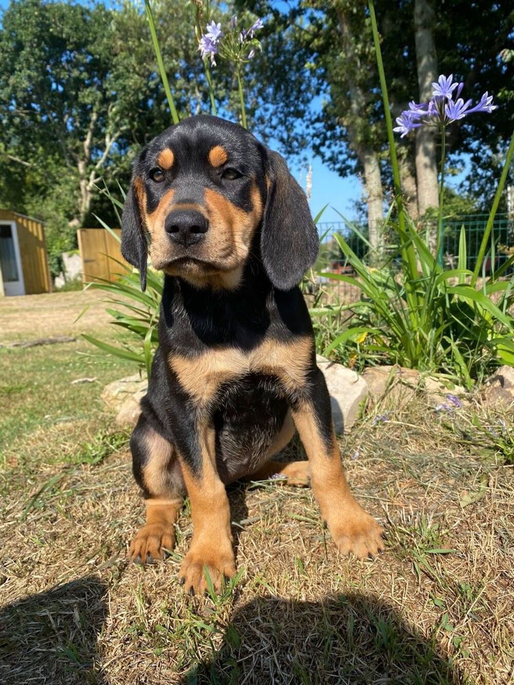   Plus que 2 chiots disponibles! De petits c?urs à adopter 