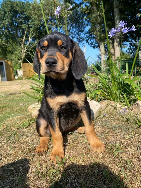 Plus que 2 chiots disponibles! De petits c?urs &agrave; adopter 0 29570 Camaret-sur-mer