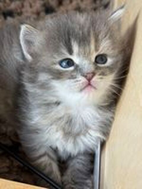  Chatons SIBÉRIENS LOOF (hypoallergéniques) 