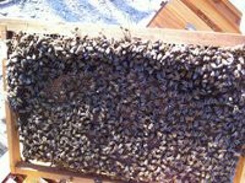   Essaims d'abeilles Buckfast hivernés Dadant 