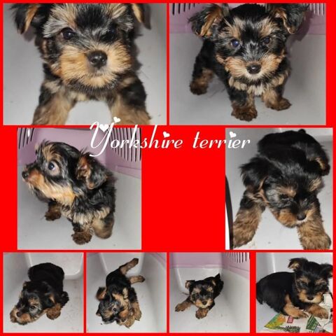 A  RESERVER   3 CHIOTS YORKSHIRE TERRIER 1000 59540 Caudry