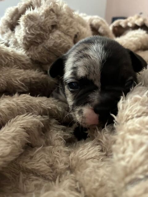 3 chiots donc 2 m&acirc;les et une femelle  1500 30130 Pont-saint-esprit