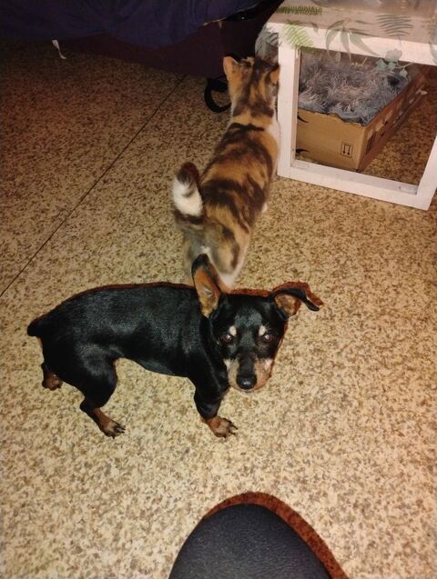 A donner contre bon doin 0 27170 Beaumont-le-roger