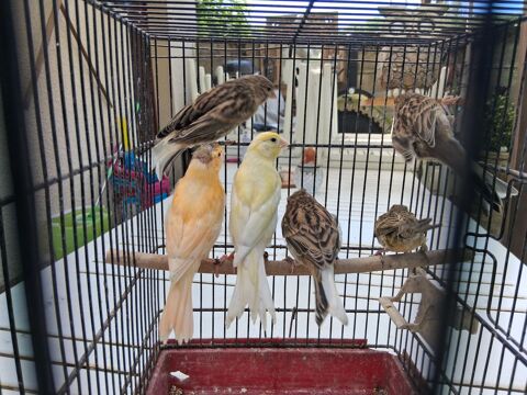 Canaris 15 60660 Cires-l�s-mello