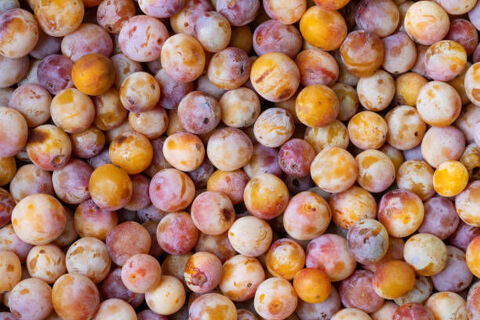 Mirabelles du jardin 2.5 Vandœuvre-lès-Nancy (54)