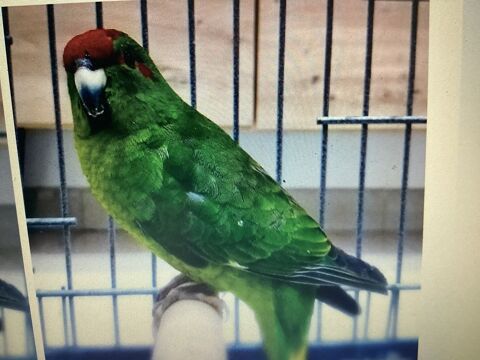 Couple Kakariki  60 33450 Saint-sulpice-et-cameyrac