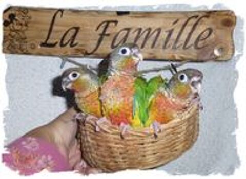   Conure molinaé EAM 
