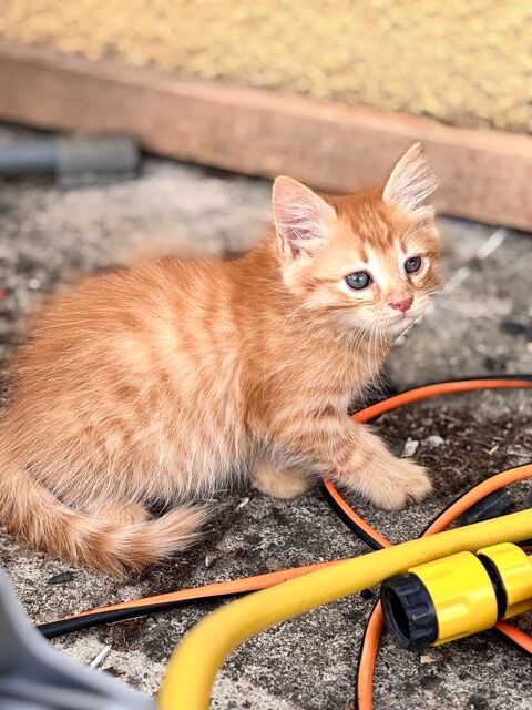 &Agrave; donner chaton 0 82290 Meauzac